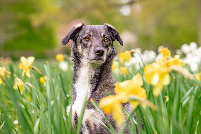Guide to Hybrid Breeds: What You Need to Know
