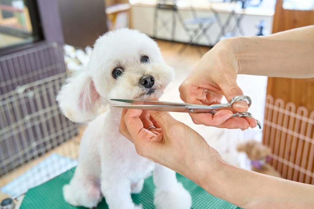 How to Keep Your Pet Healthy and Happy: A Comprehensive Guide