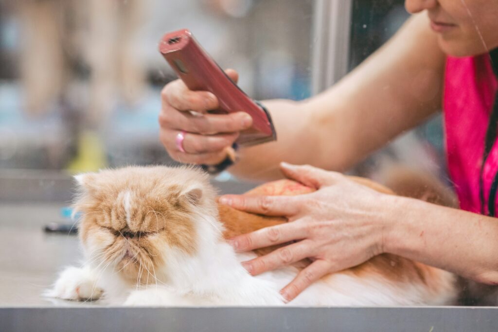 Monthly Recap: Innovations in Pet Technology