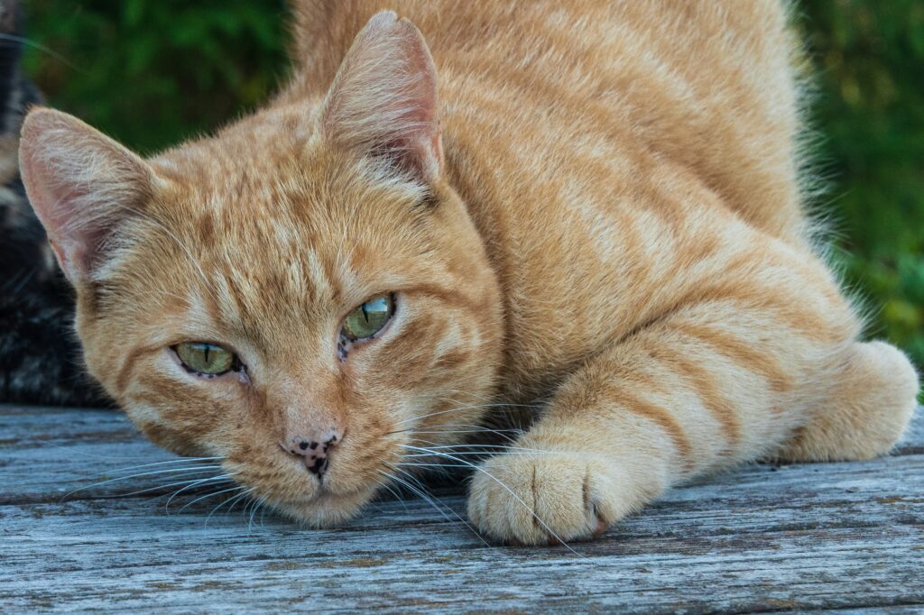 The Best Cat Breeds for Families and Their Unique Traits