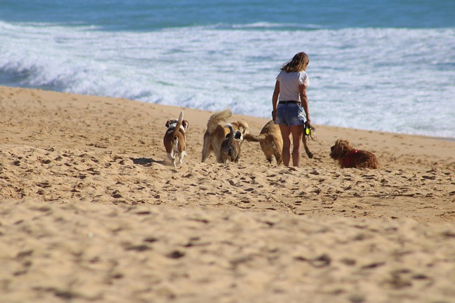 The Rise of Pet Adoption During Pandemic Times