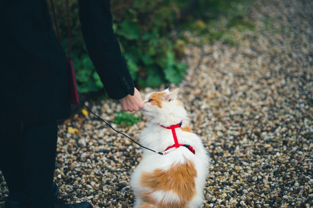 Training Basics for New Pet Owners: Getting Started