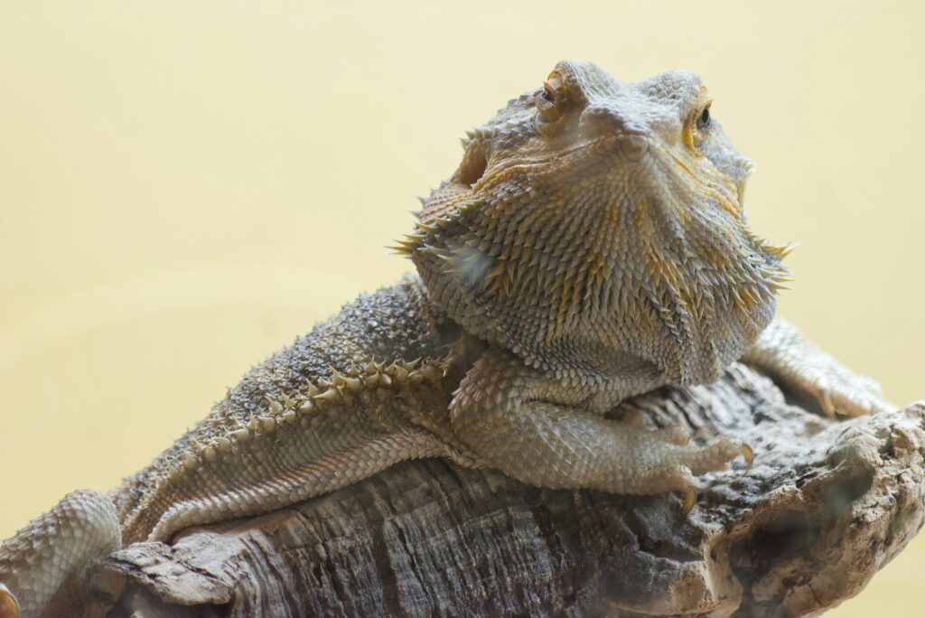 Understanding Exotic Pets: Care and Challenges