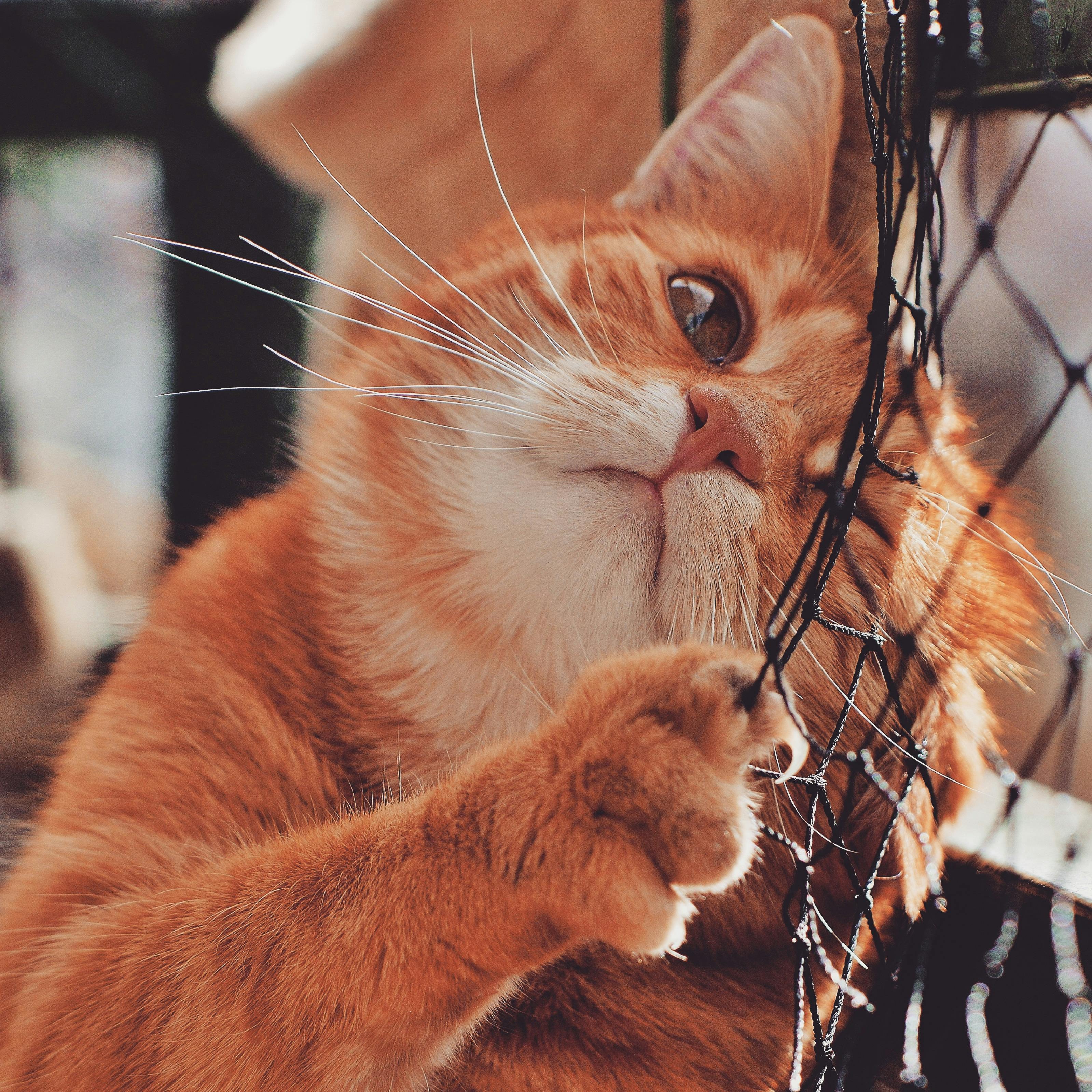 A charming ginger tabby cat playfully interacts with a netting fence.