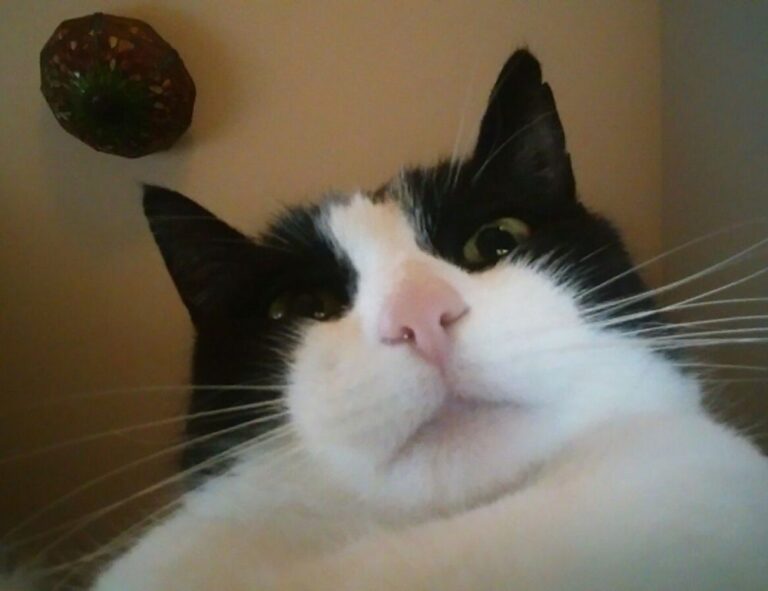 can hell2mize run on pc