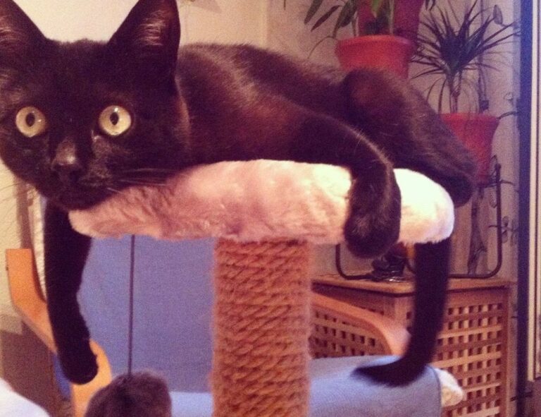 full form of hotel zeyejapa