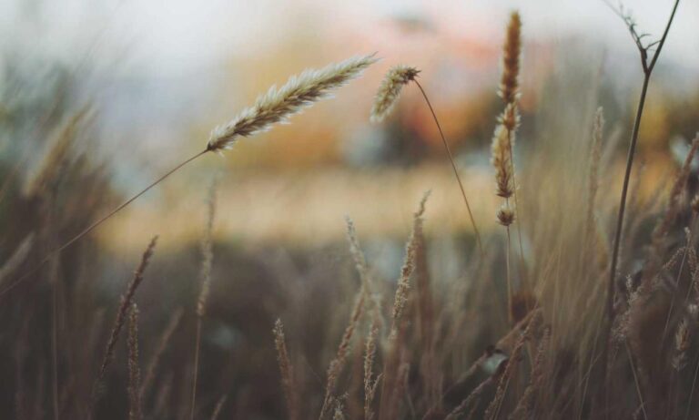 how to grill renkooki