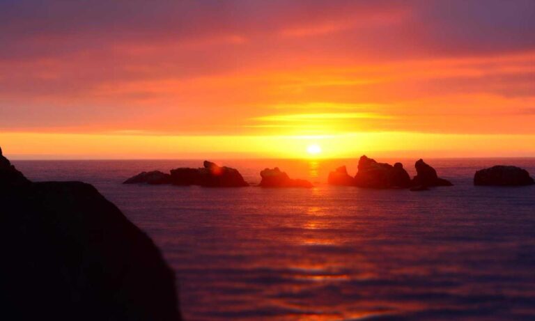 indoor pets lwmfpets