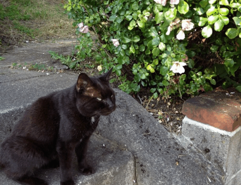 infoguide for cats llblogpet