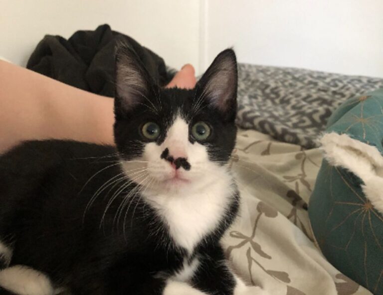 infoguide for kittens llblogpet