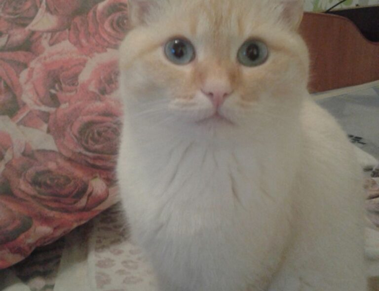 llblogpet advice for fish