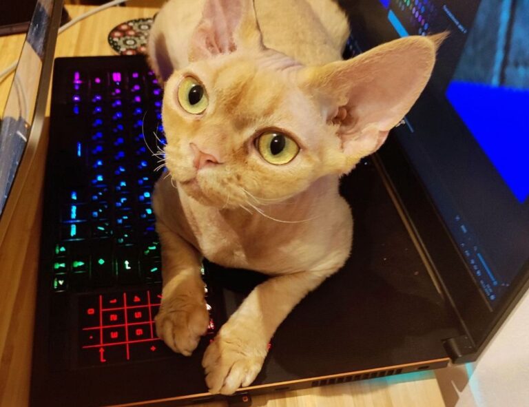 lwmfpets advice by lookwhatmomfound