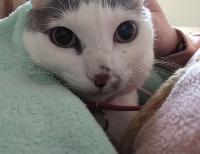 pet guide lwmfpets from lookwhatmomfound