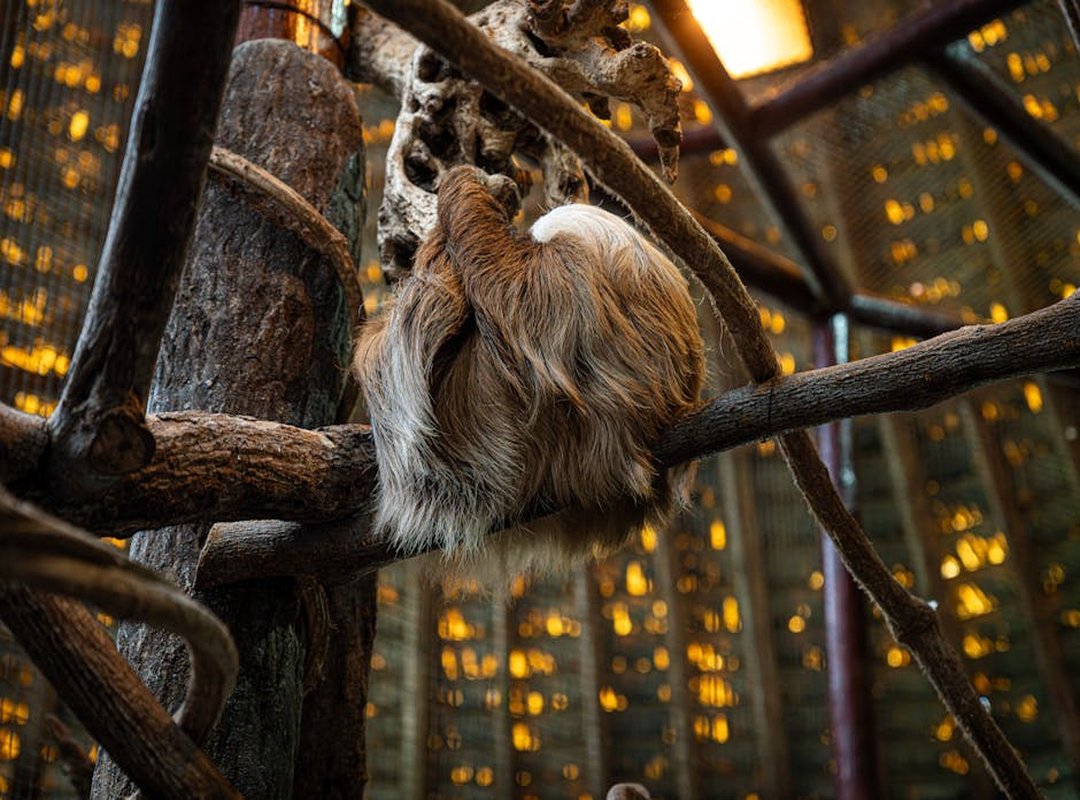 osos maduros enfermedad