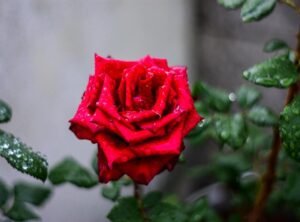 satu rasa cinta chord